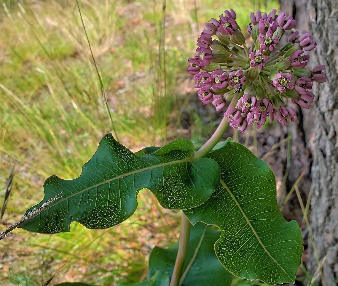 Asclepias amplexicaulis This is a picture of Asclepias amplexicaulis at Fort Smallwood Park in Pasadena, Maryland. Asclepias amplexicaulis,Geotagged,Spring,United States
