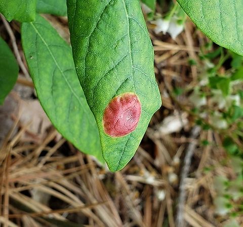 Exobasidium vaccinii This is a picture of Exobasidium vaccinii at Queenstown Park in Severn, Maryland. Cowberry Redleaf,Exobasidium vaccinii,Geotagged,Spring,United States