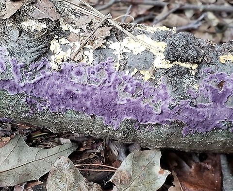 Phlebiopsis crassa This is a picture of Phlebiopsis crassa at Fort Smallwood Park in Pasadena, Maryland. Fall,Geotagged,Phlebiopsis crassa,United States