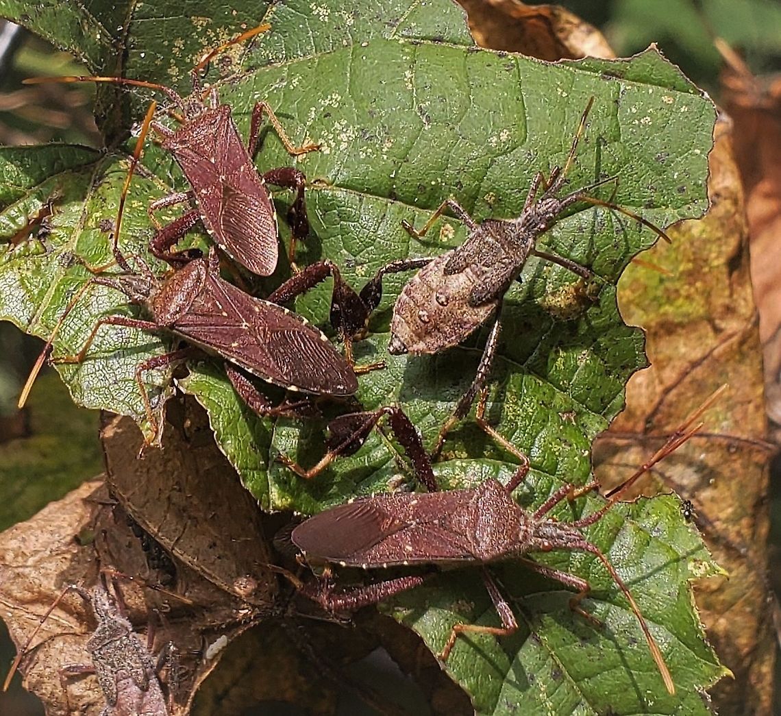 Leptoglossus oppositus This is a picture of Leptoglossus oppositus at Fort Smallwood Park in Pasadena, Maryland. Geotagged,Leptoglossus oppositus,Summer,United States