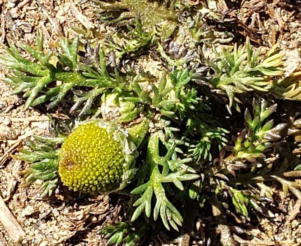Pineapple Weed This is a picture of Pineapple Weed at Freedom Park in Sykesville, Maryland. Geotagged,Matricaria discoidea,Spring,United States