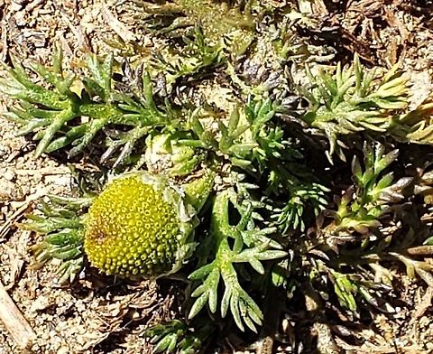 Pineapple Weed This is a picture of Pineapple Weed at Freedom Park in Sykesville, Maryland. Geotagged,Matricaria discoidea,Spring,United States
