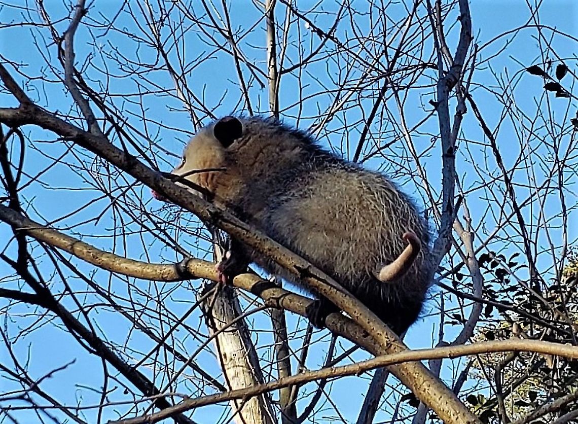 Virginia Opossum This is a picture of a Virginia Opossum at Lake Shore Elementary School in Pasadena, Maryland. Didelphis virginiana,Geotagged,North American opossum,United States,Winter