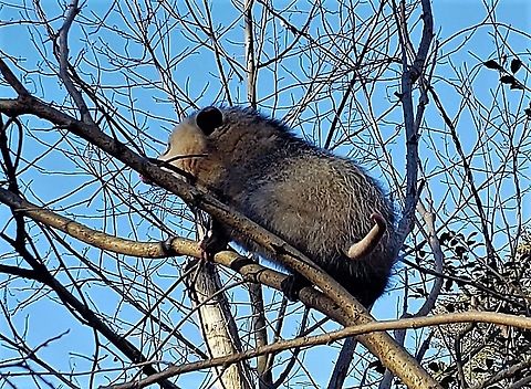 Virginia Opossum This is a picture of a Virginia Opossum at Lake Shore Elementary School in Pasadena, Maryland. Didelphis virginiana,Geotagged,North American opossum,United States,Winter