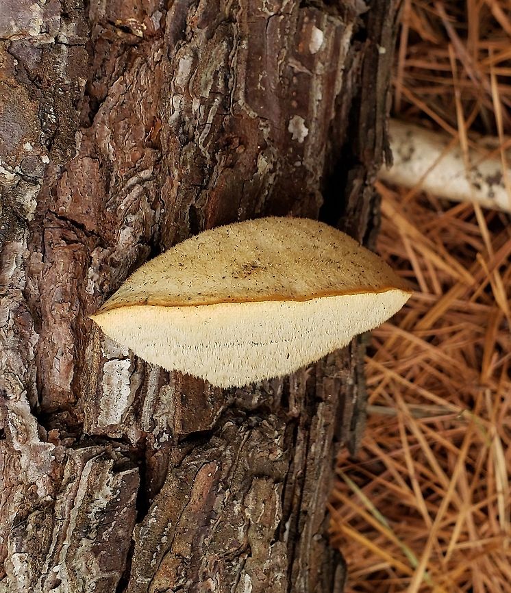 Climacodon pulcherrimus This is a picture of Climacodon pulcherrimus in the woods off of North Shore Road in Pasadena, Maryland. Climacodon pulcherrimus,Geotagged,United States,Winter