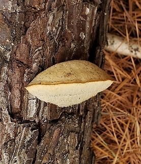 Climacodon pulcherrimus This is a picture of Climacodon pulcherrimus in the woods off of North Shore Road in Pasadena, Maryland. Climacodon pulcherrimus,Geotagged,United States,Winter