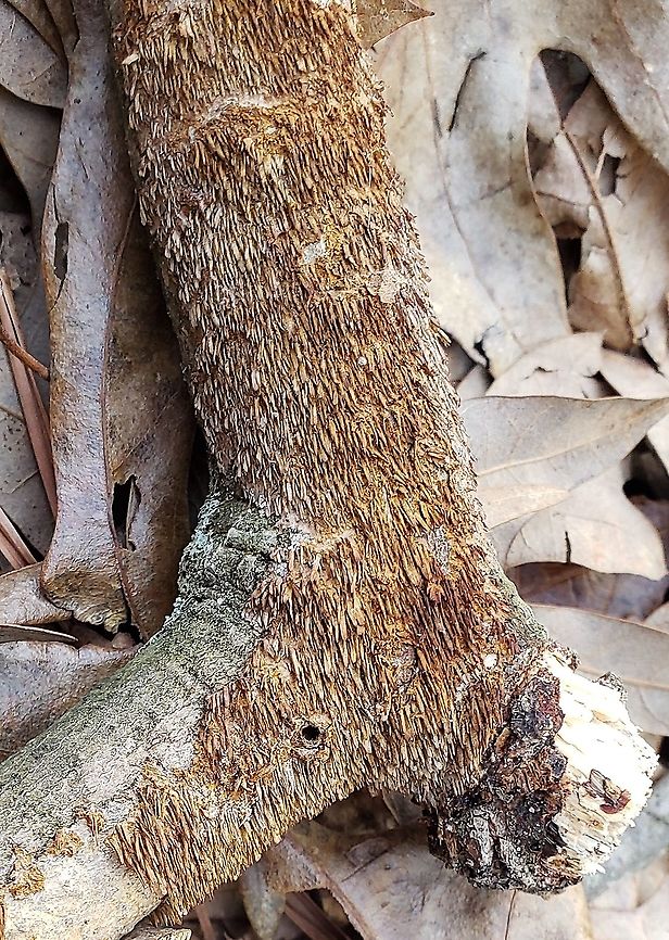 Hydnoporia olivacea This is a picture of Hydnoporia olivacea in the woods off of North Shore Road. Brown-toothed Crust Fungus,Geotagged,Hydnoporia olivacea,United States,Winter