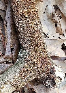 Hydnoporia olivacea This is a picture of Hydnoporia olivacea in the woods off of North Shore Road. Brown-toothed Crust Fungus,Geotagged,Hydnoporia olivacea,United States,Winter