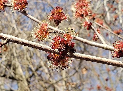 Red Maple Blooming This is a picture of a Red Maple on the grounds of Chesapeake High School in Pasadena, Maryland. Acer rubrum,Geotagged,Red Maple,United States,Winter