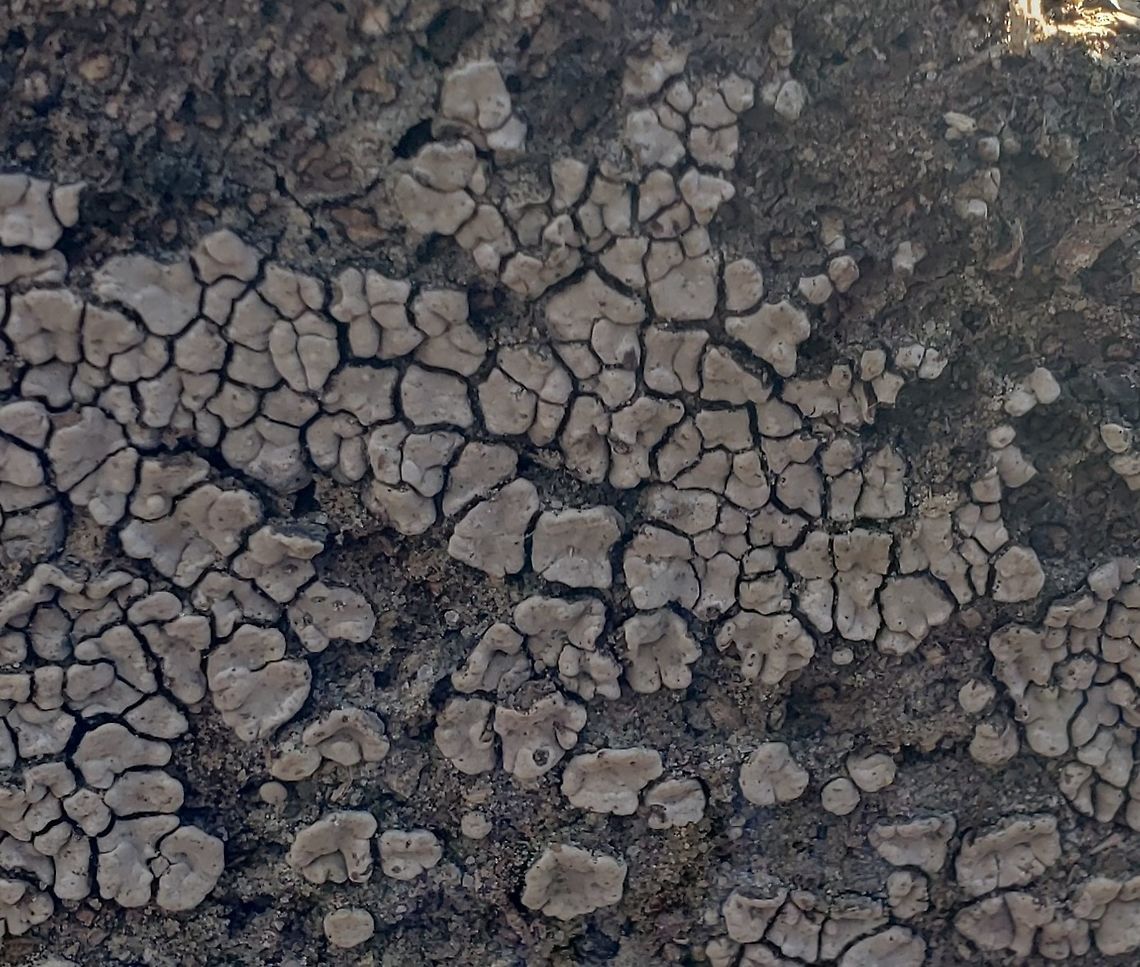 Ceramic Parchment This is a picture of Ceramic Parchment in the woods off of North Shore Road in Pasadena, Maryland. Ceramic Parchment,Geotagged,United States,Winter,Xylobolus frustulatus