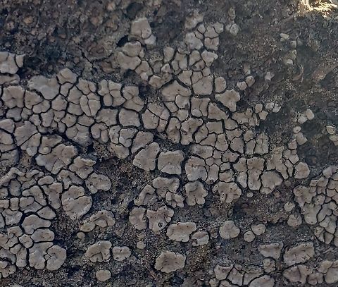 Ceramic Parchment This is a picture of Ceramic Parchment in the woods off of North Shore Road in Pasadena, Maryland. Ceramic Parchment,Geotagged,United States,Winter,Xylobolus frustulatus