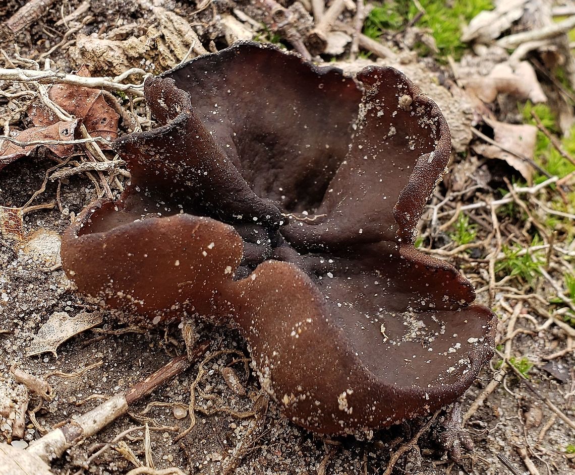 Phylloscypha phyllogena This is a picture of a Phylloscypha phyllogena at Downs Park in Pasadena, Maryland. Common Brown Cup,Geotagged,Phylloscypha phyllogena,Spring,United States