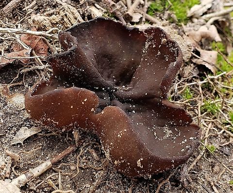 Phylloscypha phyllogena This is a picture of a Phylloscypha phyllogena at Downs Park in Pasadena, Maryland. Common Brown Cup,Geotagged,Phylloscypha phyllogena,Spring,United States