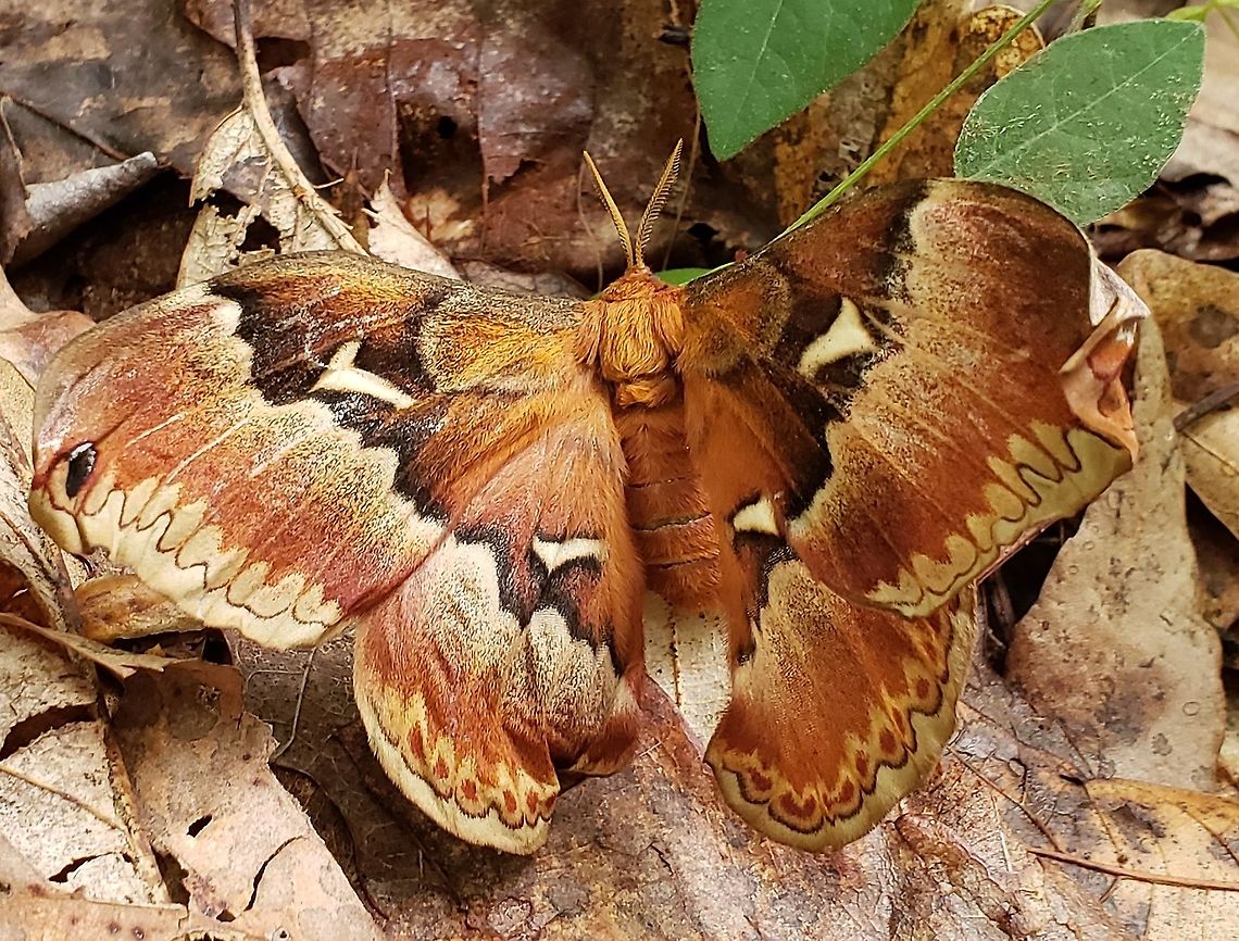 Callosamia angulifera This is a picture of a Callosamia angulifera at Downs Park in Pasadena, Maryland. Callosamia angulifera,Geotagged,Spring,United States