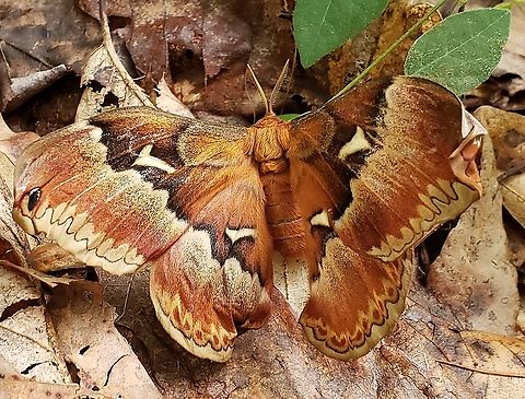 Callosamia angulifera This is a picture of a Callosamia angulifera at Downs Park in Pasadena, Maryland. Callosamia angulifera,Geotagged,Spring,United States