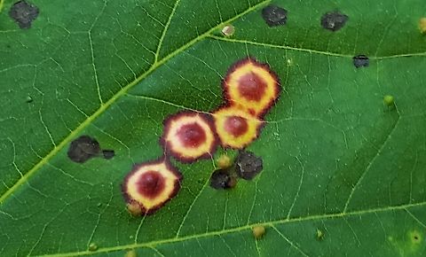 Acericecis ocellaris This is a picture of Acericecis ocellaris at Downs Park in Pasadena, Maryland. Acericecis ocellaris,Geotagged,Ocellate Gall Midge,Spring,United States