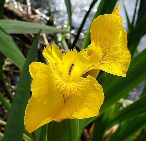 Yellow Iris This is a picture of a Yellow Iris at Downs Park in Pasadena, Maryland. Geotagged,Iris pseudacorus,Spring,United States,Yellow flag