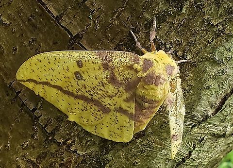 Eacles imperialis This is a picture of an Eacles imperialis at Downs Park in Pasadena, Maryland. Eacles imperialis,Geotagged,Imperial moth,Summer,United States