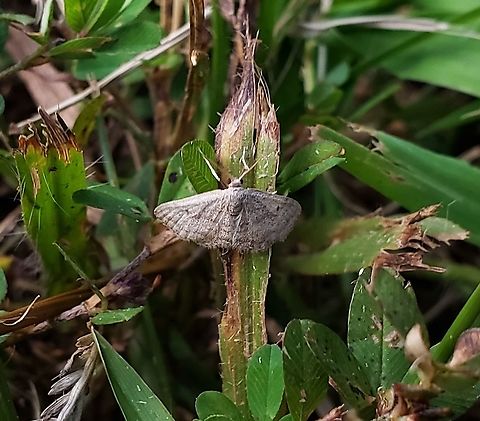Lobocleta ossularia This is a picture of a Lobocleta ossularia at Downs Park in Pasadena, Maryland. Drab brown wave moth,Fall,Geotagged,Lobocleta ossularia,United States