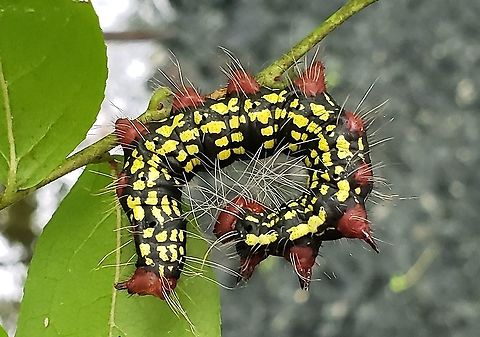 Datana major This is a picture of Datana major at Downs Park in Pasadena, Maryland. Azalea Caterpillar Moth,Datana major,Geotagged,Summer,United States