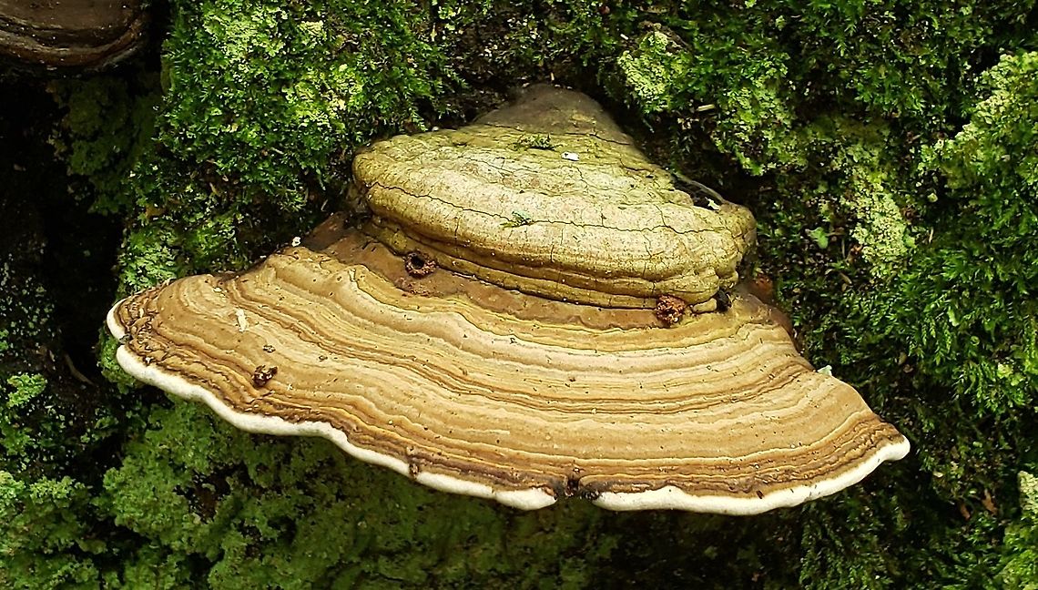 Ganoderma applanatum This is a picture of Ganoderma applanatum at Downs Park in Pasadena, Maryland. Artist's Fungus,Ganoderma applanatum,Geotagged,Summer,United States