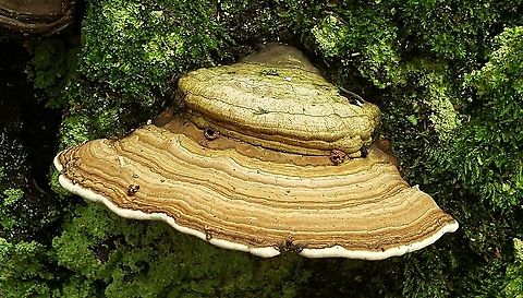 Ganoderma applanatum This is a picture of Ganoderma applanatum at Downs Park in Pasadena, Maryland. Artist's Fungus,Ganoderma applanatum,Geotagged,Summer,United States