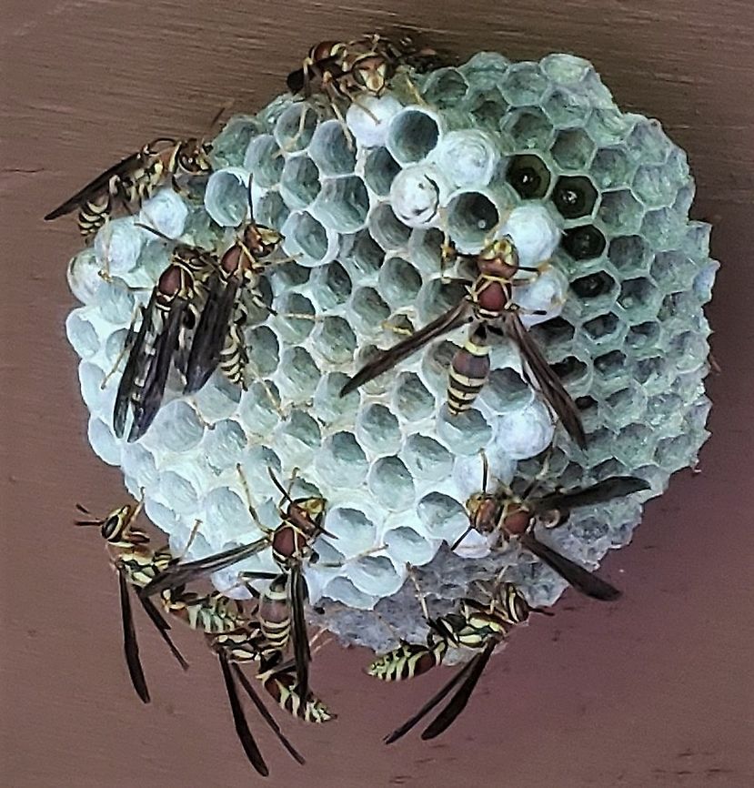 Polistes exclamans This is a picture of Polistes exclamans at Downs Park in Pasadena, Maryland. Geotagged,Guinea Paper Wasp,Polistes exclamans,Summer,United States