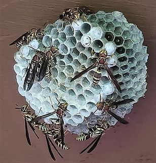 Polistes exclamans This is a picture of Polistes exclamans at Downs Park in Pasadena, Maryland. Geotagged,Guinea Paper Wasp,Polistes exclamans,Summer,United States