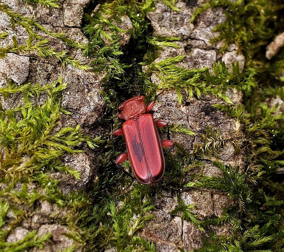 Cucujus clavipes This is a picture of a Cucujus clavipes at Downs Park in Pasadena, Maryland. Cucujus clavipes,Fall,Geotagged,United States
