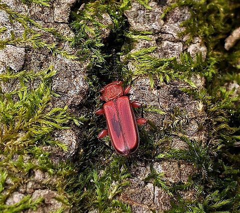 Cucujus clavipes This is a picture of a Cucujus clavipes at Downs Park in Pasadena, Maryland. Cucujus clavipes,Fall,Geotagged,United States