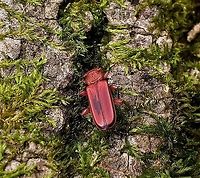 Cucujus clavipes This is a picture of a Cucujus clavipes at Downs Park in Pasadena, Maryland. Cucujus clavipes,Fall,Geotagged,United States