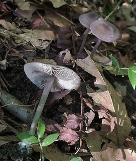 Mycena pura This is a picture of Mycena pura at the Mckeldin Area of Patapsco Valley State Park in Carroll County, Maryland. Geotagged,Lilac bonnet,Mycena pura,Summer,United States