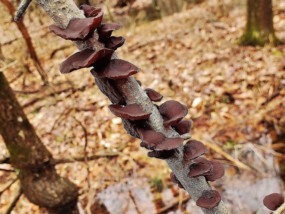 Exidia crenata This is a picture of Exidia crenata on the North Tract of the Patuxent Research Refuge near Fort Meade, Maryland. Exidia crenata,Geotagged,United States,Winter