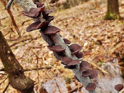 Exidia crenata This is a picture of Exidia crenata on the North Tract of the Patuxent Research Refuge near Fort Meade, Maryland. Exidia crenata,Geotagged,United States,Winter