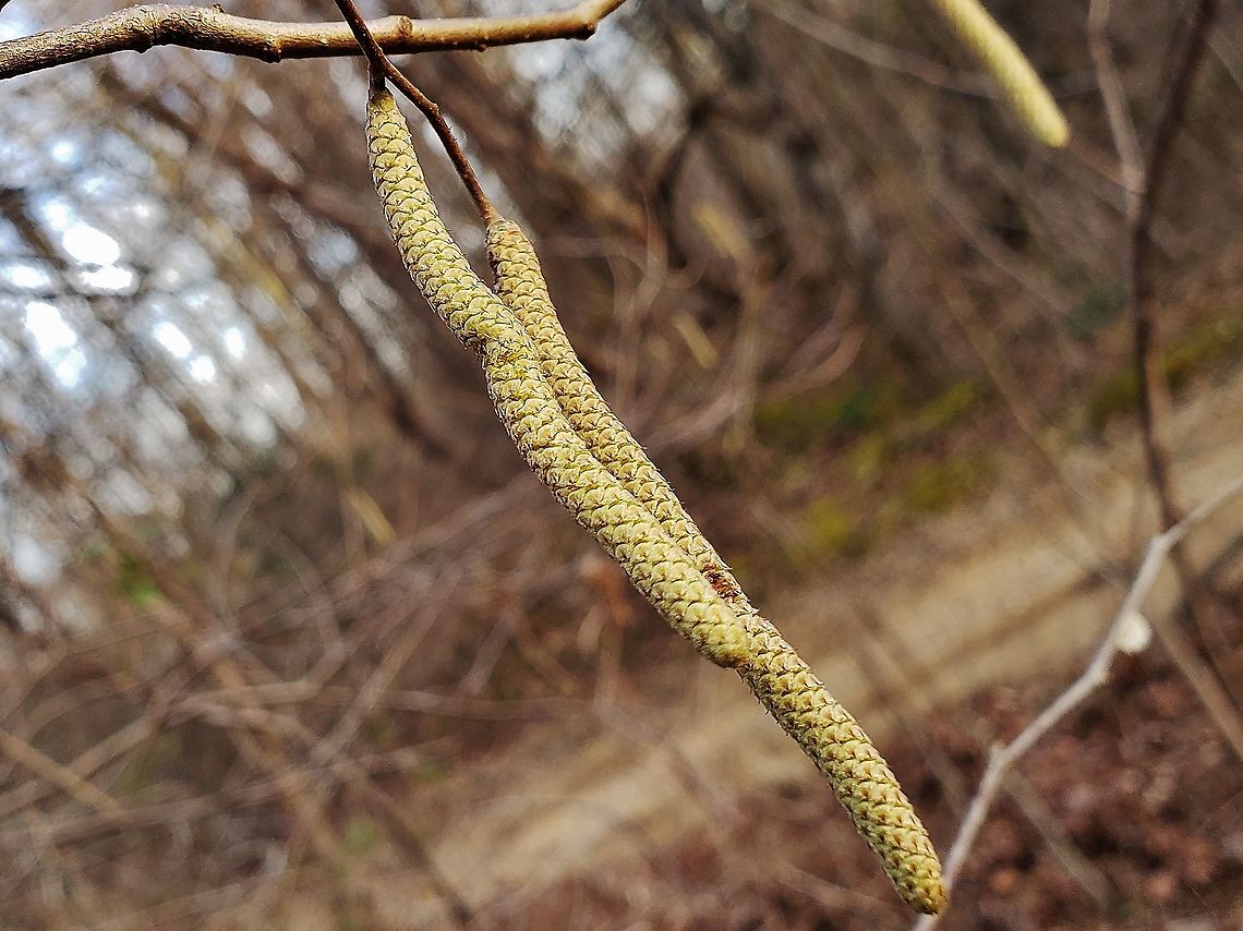 American hazelnut This is a picture of American Hazelnut at Patuxent Ponds Park in Odenton, Maryland. American hazelnut,Corylus americana,Geotagged,United States,Winter