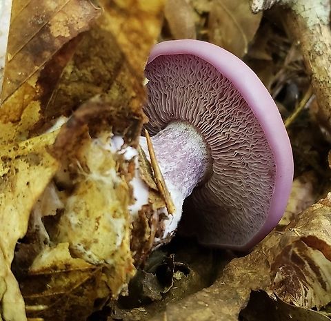 Lepista nuda This is a picture of Lepista nuda on the North Tract of the Patuxent Research Refuge near Fort Meade, Maryland. Fall,Geotagged,Lepista nuda,United States,Wood blewit