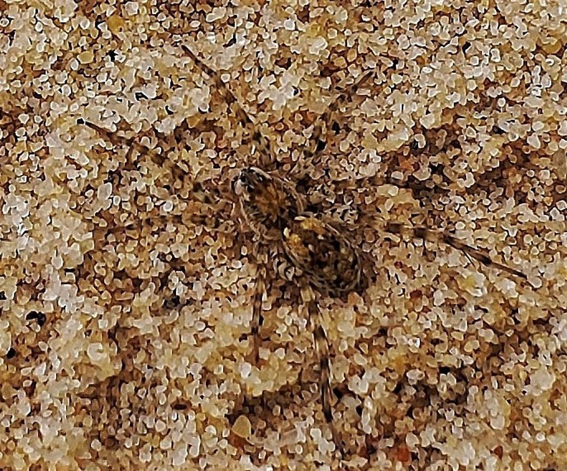 Arctosa littoralis This is a picture of Arctosa littoralis at Weinberg Park in Pasadena, Maryland. Arctosa littoralis,Beach wolf spider,Geotagged,Summer,United States