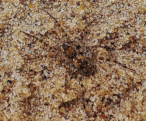 Arctosa littoralis This is a picture of Arctosa littoralis at Weinberg Park in Pasadena, Maryland. Arctosa littoralis,Beach wolf spider,Geotagged,Summer,United States