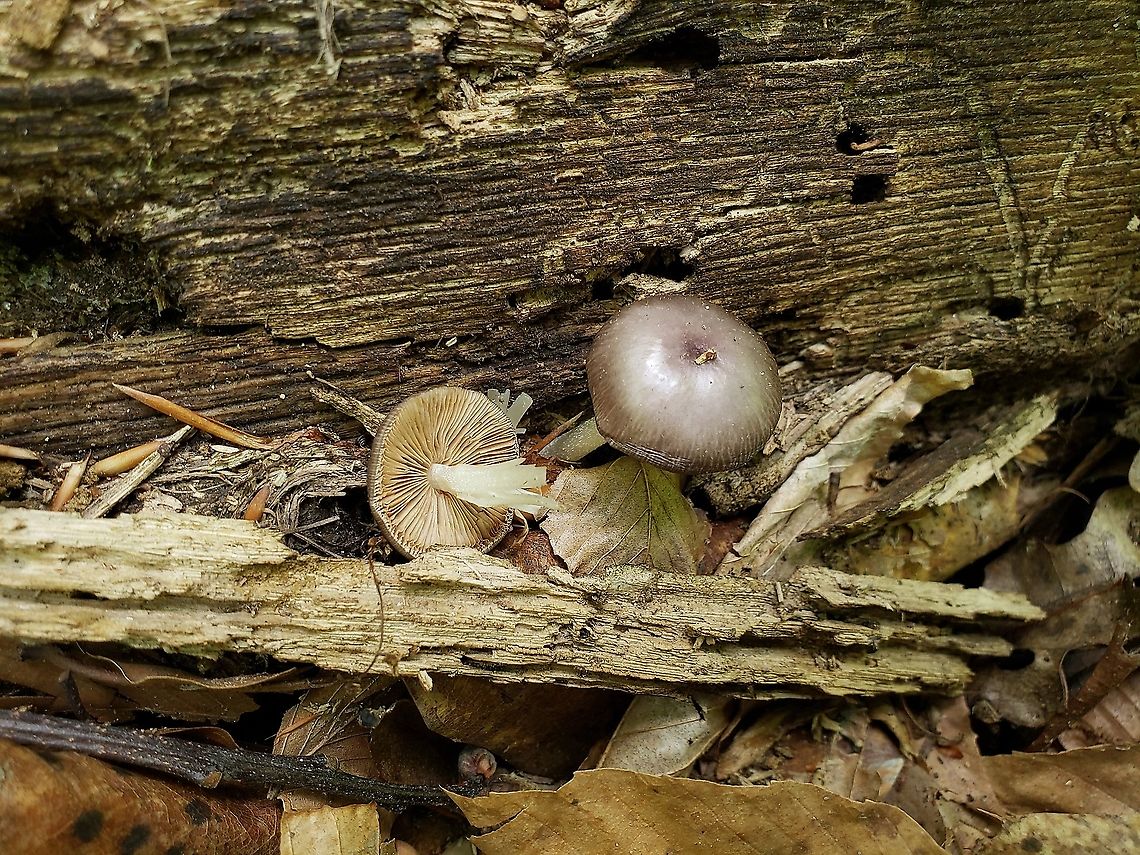 Bolbitius reticulatus This is a picture of a Bolbitius reticulatus at the Bacon Ridge Natural Area in Crownsville, Maryland. Bolbitius reticulatus,Geotagged,Spring,United States