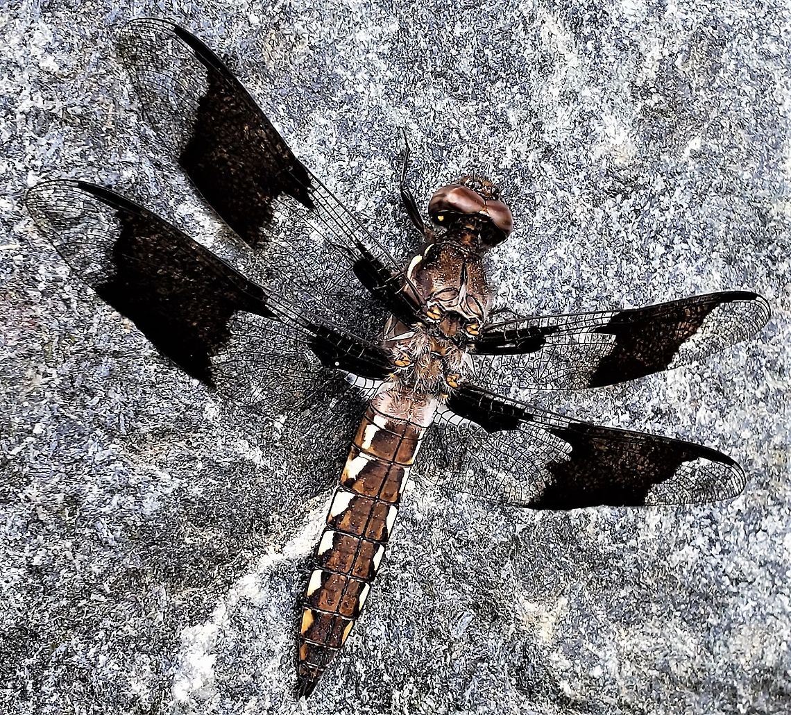 Common Whitetail This is a picture of a Common Whitetail at the Bacon Ridge Natural Area in Crownsville, Maryland. Common Whitetail,Geotagged,Plathemis lydia,Spring,United States