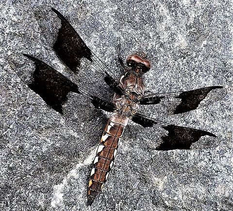 Common Whitetail This is a picture of a Common Whitetail at the Bacon Ridge Natural Area in Crownsville, Maryland. Common Whitetail,Geotagged,Plathemis lydia,Spring,United States