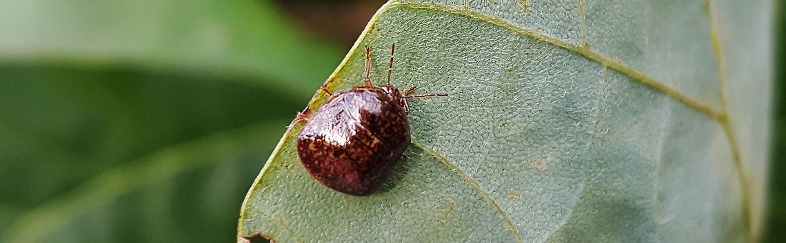 Kudzu Bug This is a picture of a Kudzu Bug at Patuxent Ponds Park in Odenton, Maryland. Fall,Geotagged,Kudzu Bug,Megacopta cribraria,United States