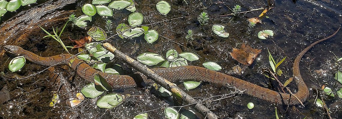 Northern Water Snake This is a picture of a Northern Water Snake at Patuxent Ponds Park in Odenton, Maryland. Geotagged,Nerodia sipedon,Northern Water Snake,Summer,United States