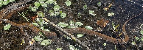 Northern Water Snake This is a picture of a Northern Water Snake at Patuxent Ponds Park in Odenton, Maryland. Geotagged,Nerodia sipedon,Northern Water Snake,Summer,United States