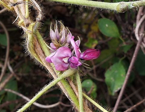 Pueraria montana This is a picture of Pueraria montana at Patuxent Ponds Park in Odenton, Maryland. Fall,Geotagged,Pueraria montana,United States
