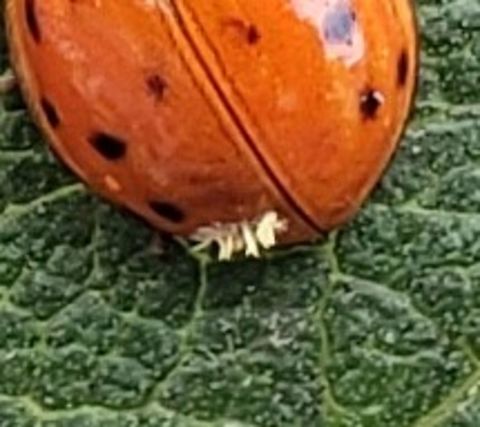 Hesperomyces virescens This is a picture of Hesperomyces virescens on the South Tract of the Patuxent Research Refuge near Laurel, Maryland. Geotagged,Green Beetle Hanger,Hesperomyces virescens,Summer,United States