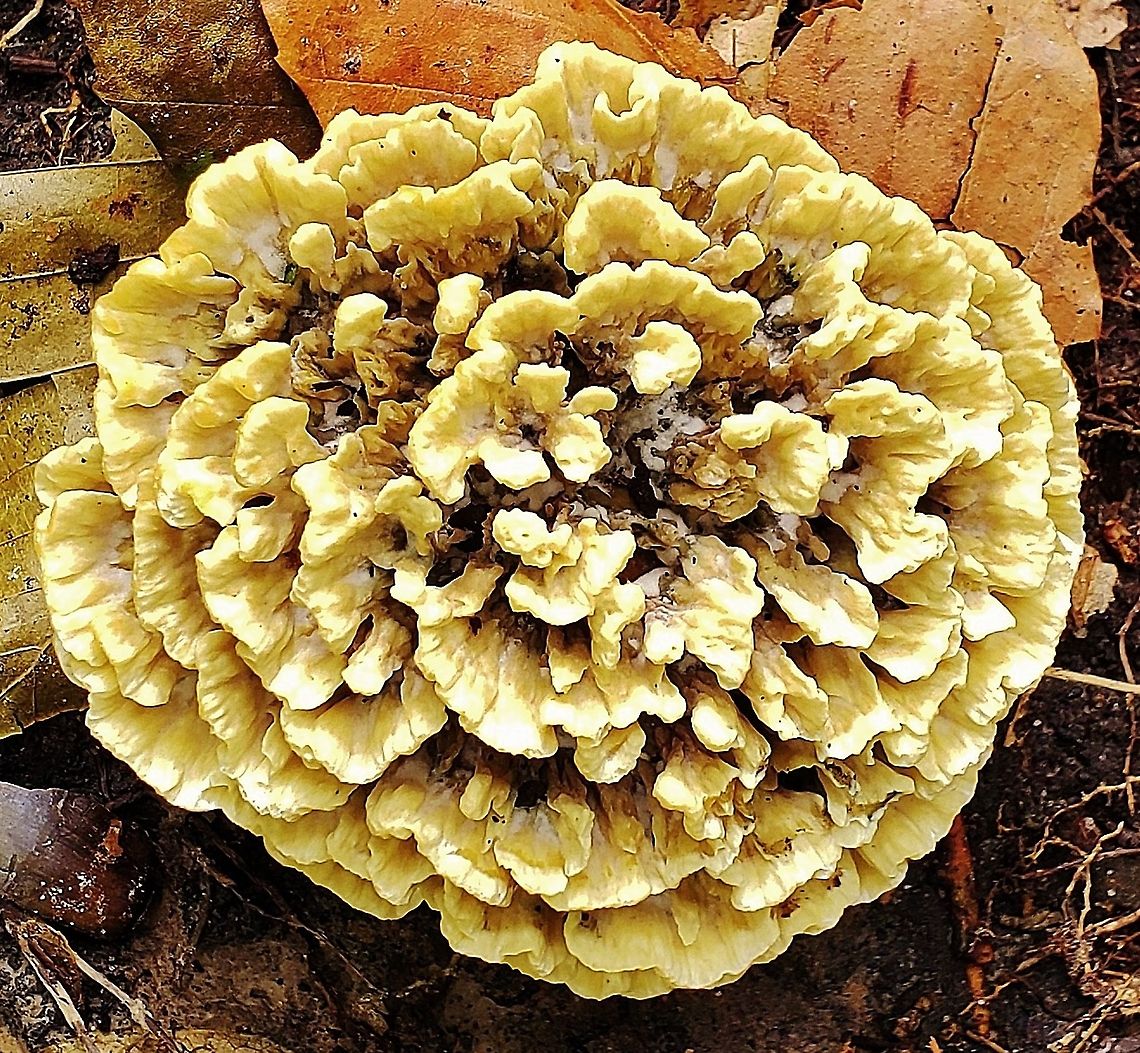 Thelephora terrestris This is a picture of Thelephora terrestris on the South Tract of the Patuxent Research Refuge near Laurel, Maryland. Common Fiber Vase,Geotagged,Summer,Thelephora terrestris,United States