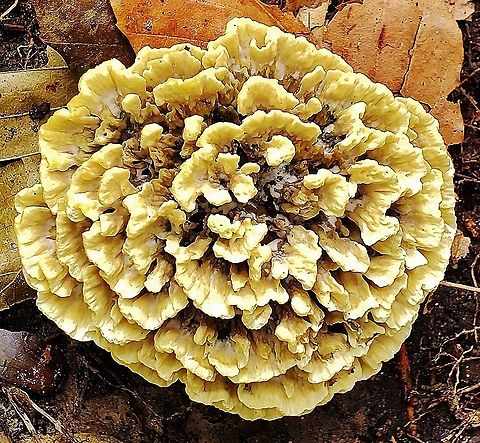 Thelephora terrestris This is a picture of Thelephora terrestris on the South Tract of the Patuxent Research Refuge near Laurel, Maryland. Common Fiber Vase,Geotagged,Summer,Thelephora terrestris,United States