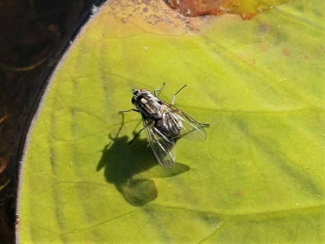 Stomoxys calcitrans This is a picture of a Stomoxys calcitrans on the South Tract of the Patuxent Research Refuge near Laurel, Maryland. Geotagged,Spring,Stable fly,Stomoxys calcitrans,United States