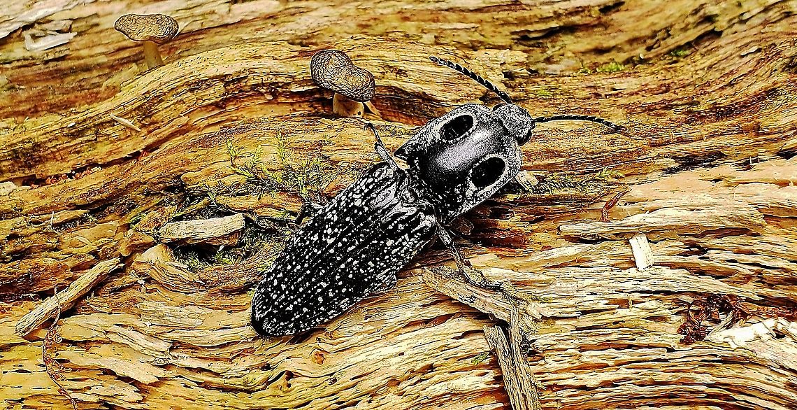 Alaus oculatus This is a picture of a Alaus oculatus on the South Tract of the Patuxent Research Refuge near Laurel, Maryland. Alaus oculatus,Eastern Eyed Click Beetle,Geotagged,Spring,United States